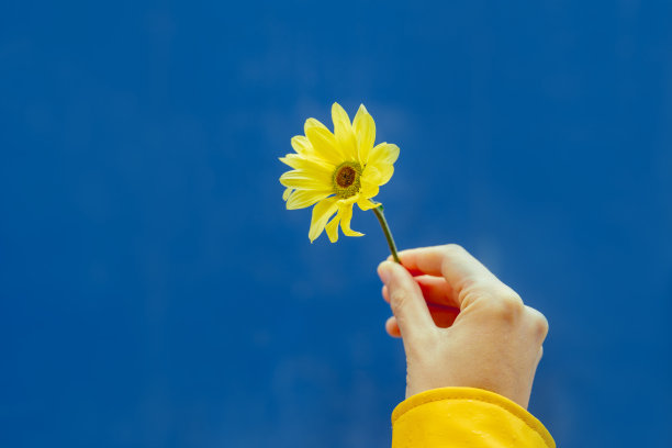 无法辨认的妇女拿着乌克兰国旗颜色的玛格丽特的剪裁视图。图片下载