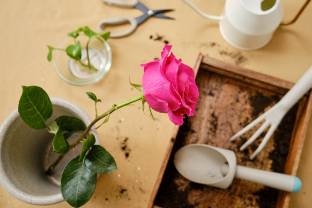 工具与土壤在家庭花园和植物护理，近距离表图片下载