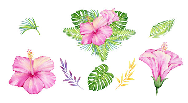 花束，热带花卉和植物，花卉和叶子。水彩集，花和叶子，在一个孤立的背景。图片下载