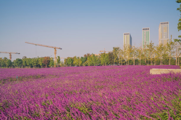 中国浙江省杭州市，现代城市建设的天际线和公园中有大面积的薰衣草图片下载
