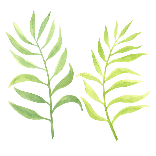 抽象的绿色水彩分支孤立。水彩手绘纹理背景，卡片，横幅和传单图片下载