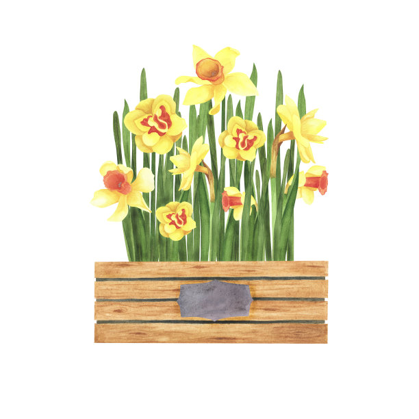 水仙花花束在木盒上孤立白色。水彩手绘插图。用于装饰、设计、卡片的艺术品图片下载