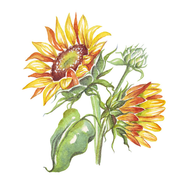 黄色的向日葵。水彩插图。刮图片下载
