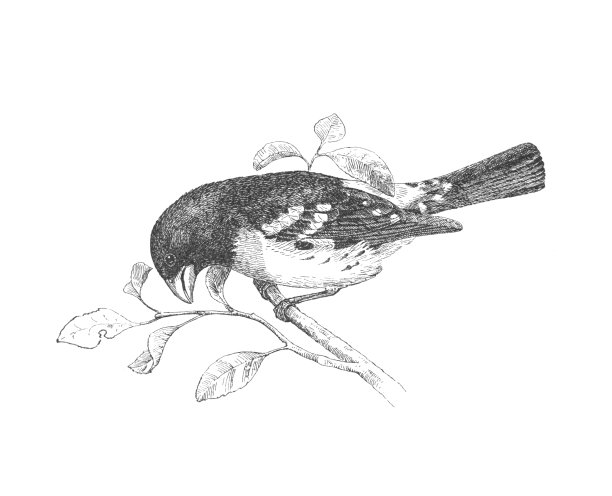 古董版画插图，玫瑰胸襟gros比克图片下载