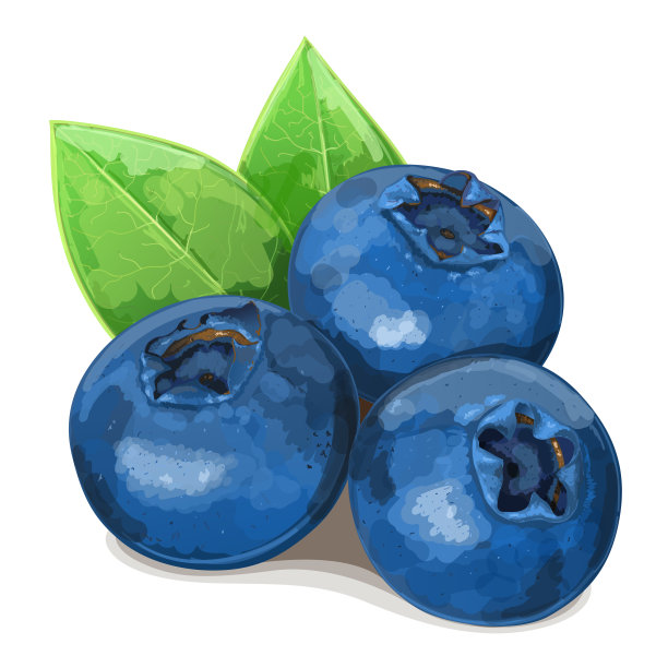三个真实的蓝莓与叶子孤立在白色背景上。矢量插图。图片下载
