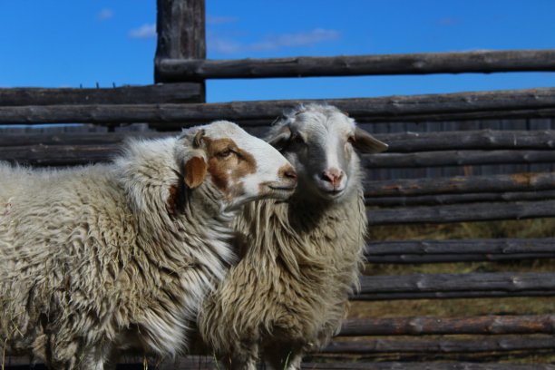 一群羊在牧场上吃草，好奇地看着相机图片下载