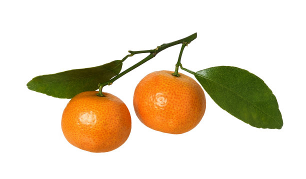 小枝与橘子和绿叶分开图片下载