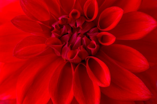 一个盛开的红色大丽花的特写镜头，宏观图片下载