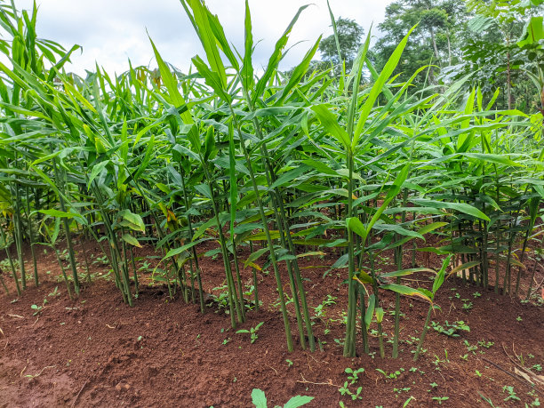 姜植物图片下载