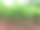 姜植物图片下载