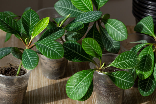 芽大戟白苋图片下载