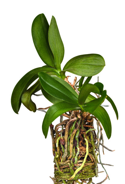 兰花的花和它的长根系统在白色的背景。蝴蝶兰的养护栽培。图片下载