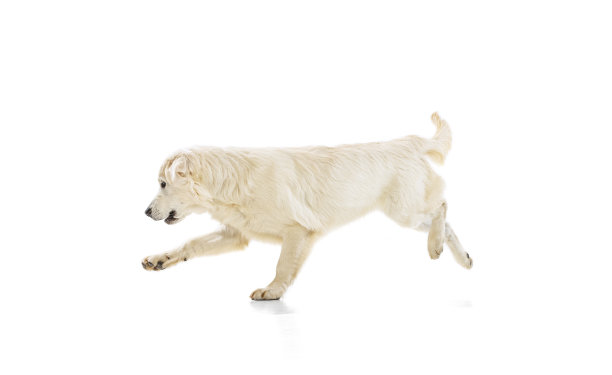 摄影棚拍摄的金毛猎犬，纯种狗在白色背景下孤立地奔跑。动物、宠物、兽医、友谊的概念图片下载