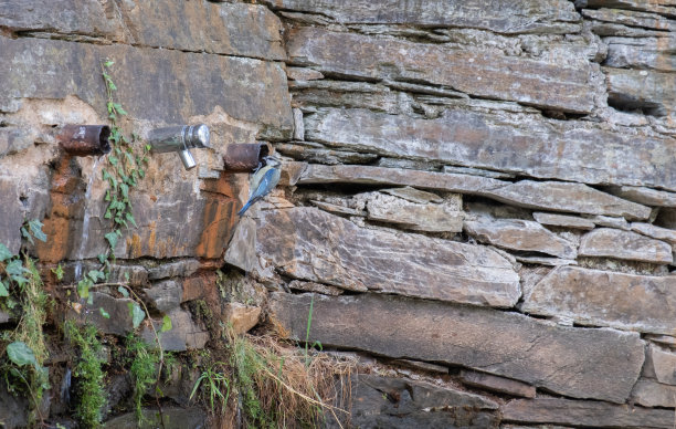 在蒙弗拉格国家公园里，一只大山雀正在饮水图片下载