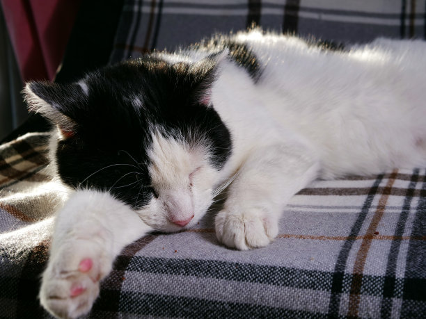 内容黑白放松在家里图片下载