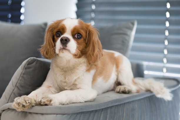 骑士狗躺在灰色沙发的扶手上图片下载