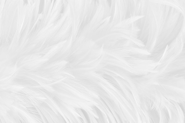 美丽的白灰色鸟羽毛图案纹理背景。图片下载