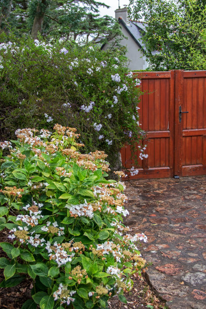 绣球花山丘和木制大门图片下载