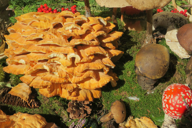 销售市场各种香菇图片下载