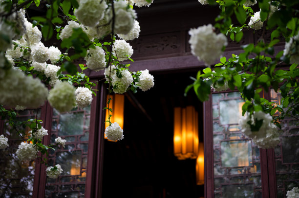 中国江苏省清亮公园，绣球花在崇正书院前盛开图片下载