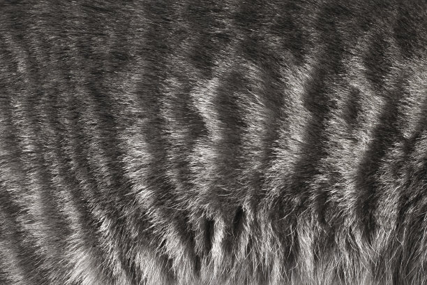 天然斑纹灰色动物毛图片下载