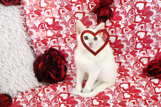 背景上有一只小白猫，红心图案。图片下载
