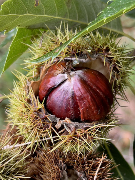 秋天的澳洲栗子图片下载