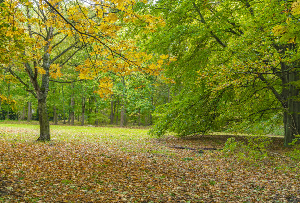 公园的秋天图片下载