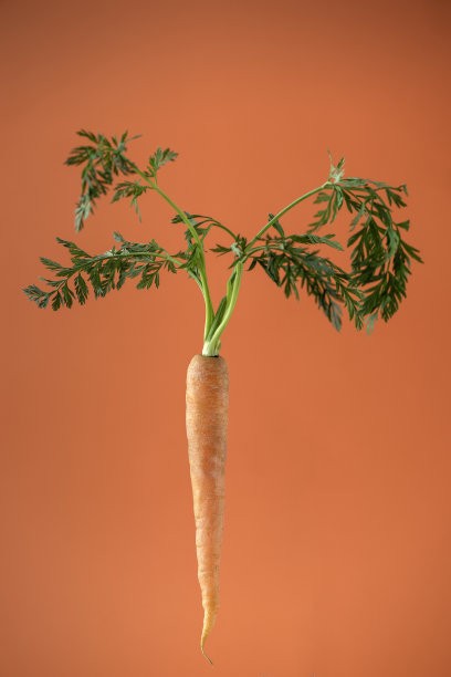 橙色背景下的胡萝卜创意照片图片下载