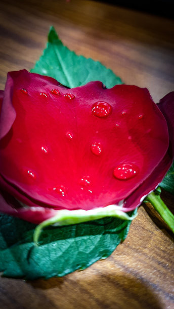 带有露珠的花瓣图片下载