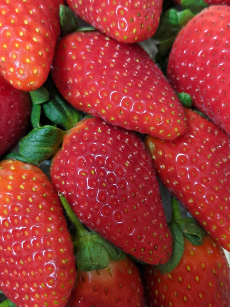 成堆的红色草莓：新鲜香甜的天然美味水果特写图片下载