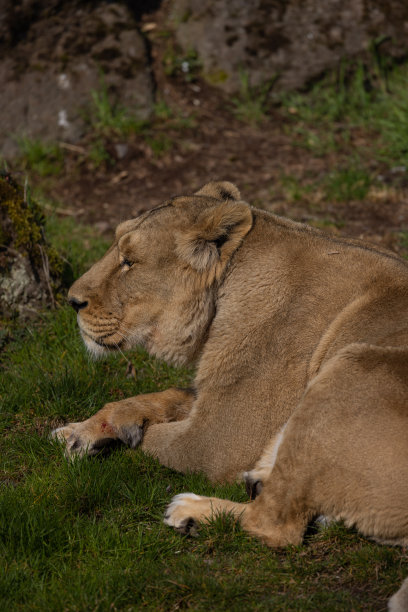 一只美丽的母狮子躺在草地上，舔着自己的爪子。她又累又饿，总是在寻找食物。图片下载