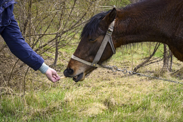 喂棕马的人之手。他关心动物。在公园里。图片下载