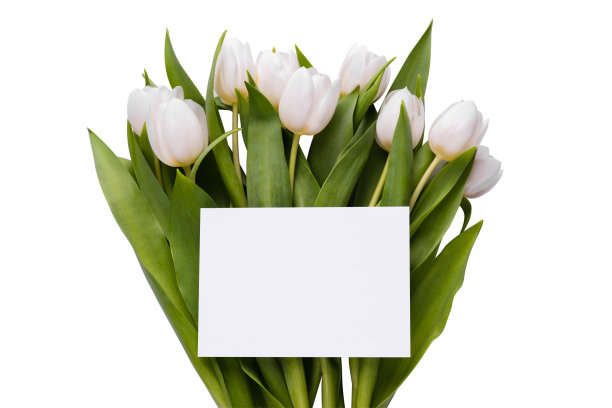 简单的贺卡模板与郁金香花束在白色背景图片下载