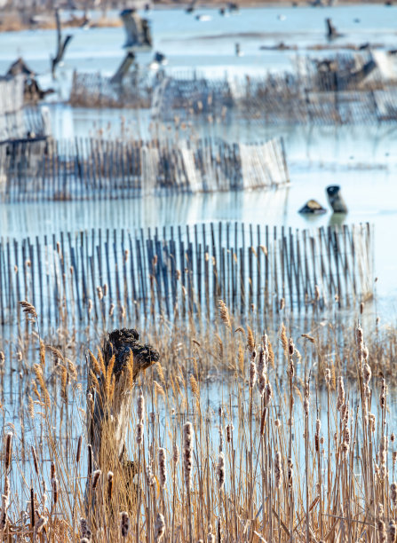 创造湿地图片下载