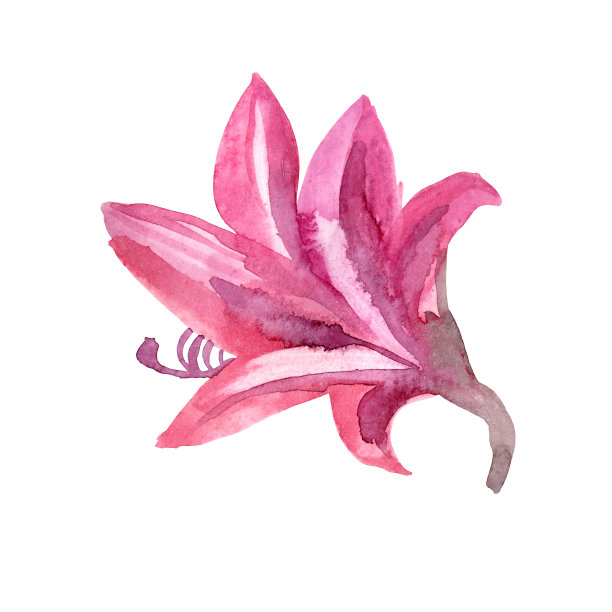 水彩抽象粉红色紫色百合孤立在白色背景上。手绘的夏日花束。植物插图卡片庆祝婚礼，生日，墙纸包装，纺织品，礼物图片下载