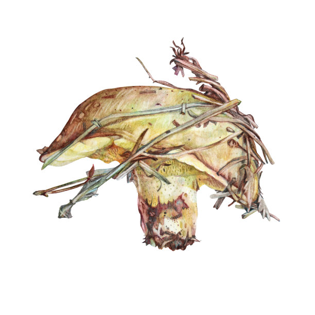 水彩和彩色铅笔蘑菇滑杰克孤立在白色背景。手绘的秋天森林食物卡片素描本着色本。创意剪纸为厨房墙纸包装图片下载