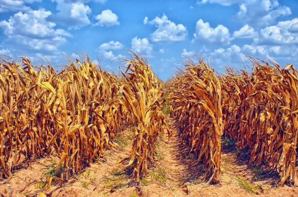 玉米田图片下载