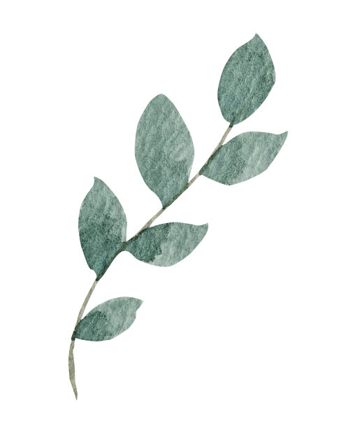 绿色的叶子水彩在白色的背景图片下载