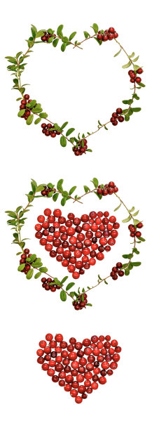 越橘和越橘的心被隔离在白色的背景上。图片下载