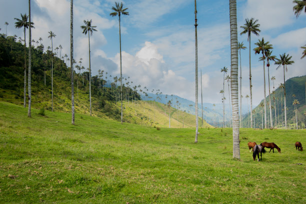 棕榈树图片下载