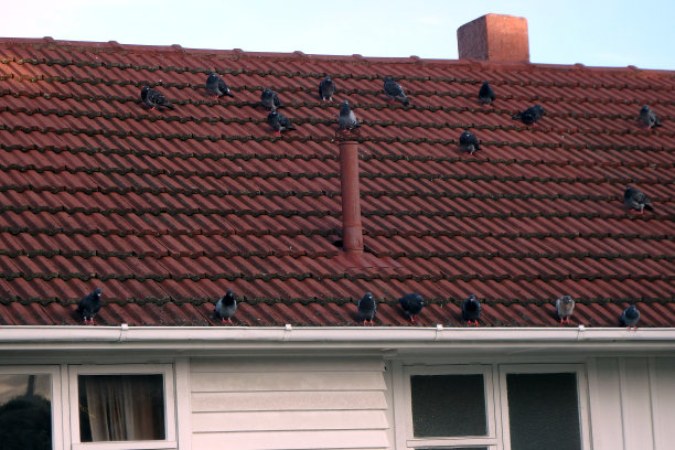 许多鸽子栖息在一座红瓦屋顶上图片下载