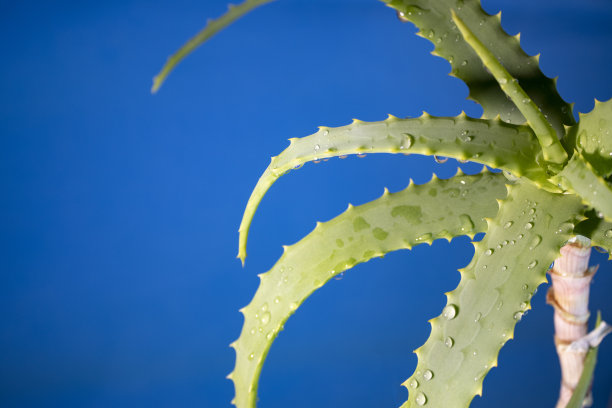 芦荟，新鲜的叶子在农场花园，自然，绿色自然的叶子背景。用于化妆品，面霜，软膏和药物。图片下载