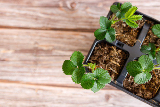 盆栽草莓植物与绿色的叶子在木制背景图片下载