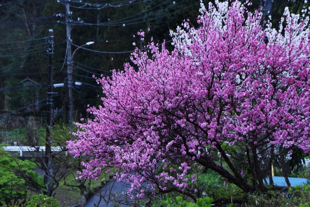 桃花盛开。图片下载