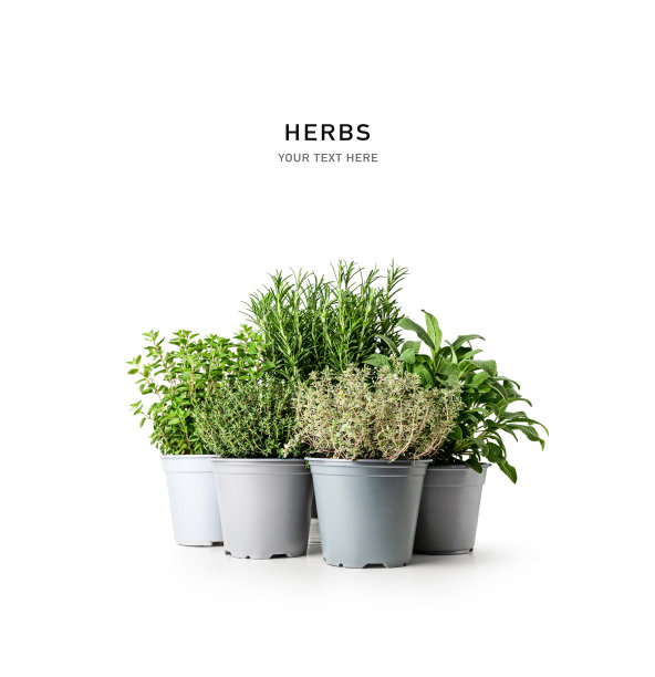 迷迭香，牛至，鼠尾草和百里香。草本植物在锅图片下载