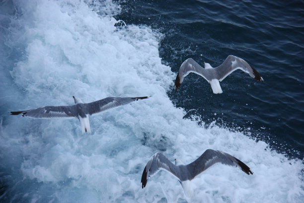 希腊萨摩斯拉克，海鸥在爱琴海上空跟随一艘船图片下载