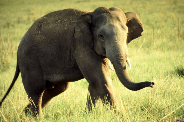 Mammal-Elephant。图片下载