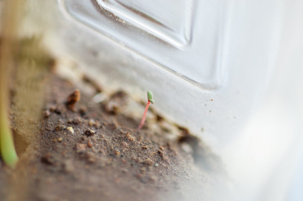 植物幼苗在早晨的阳光下生长缓慢图片下载