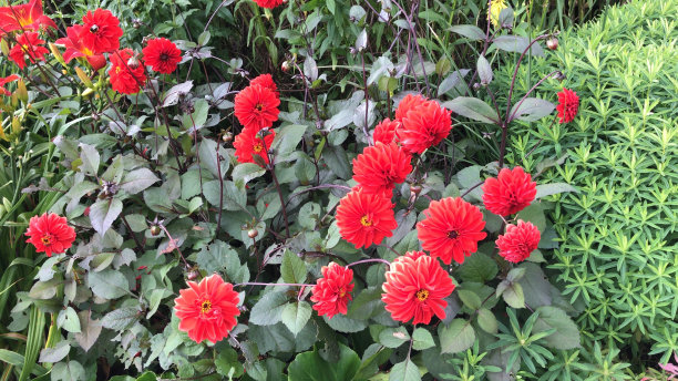 有围墙的草屋花园图片下载